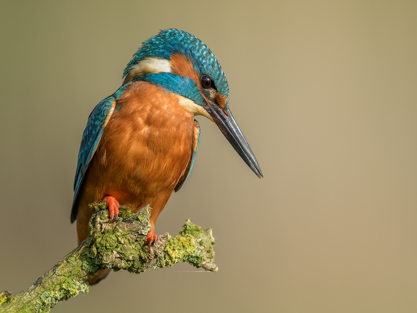 Kingfisher Poised  By Steve Gresty