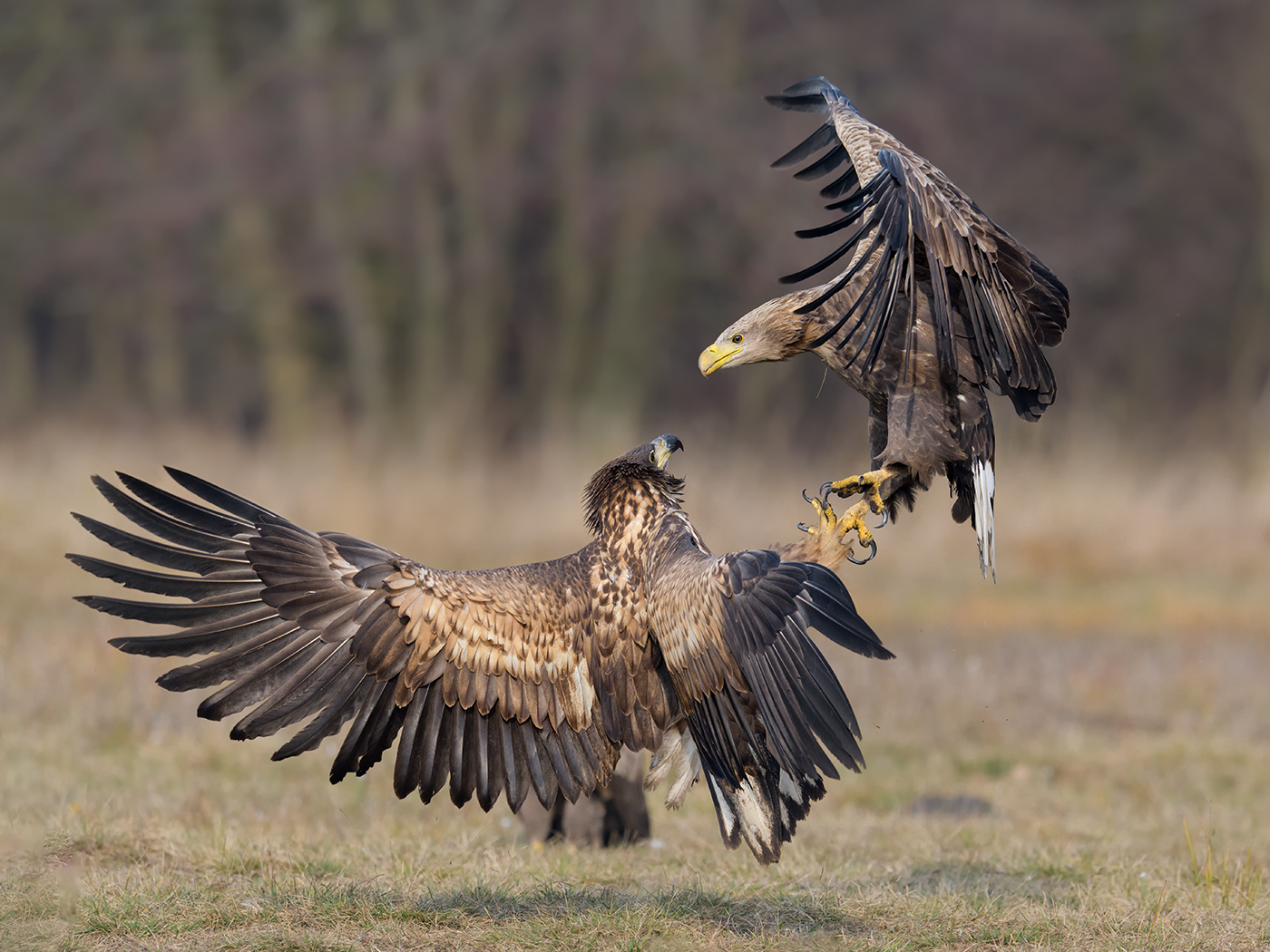 White Tailed Eagle Confrontation  By Steve Gresty