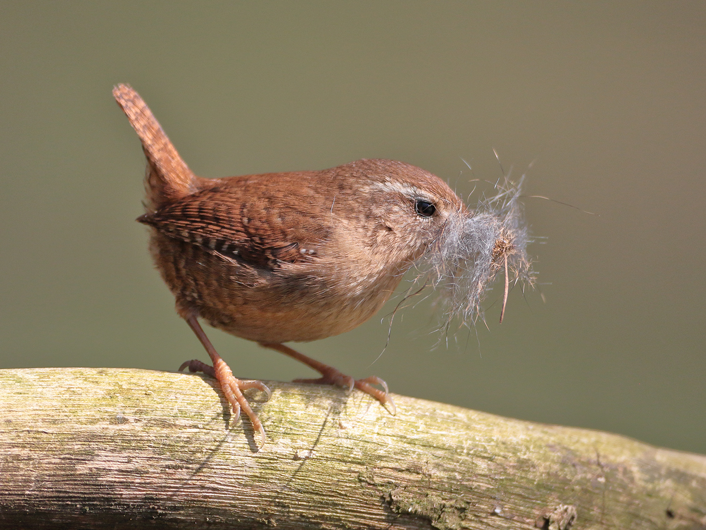 Wren-with-nest-material