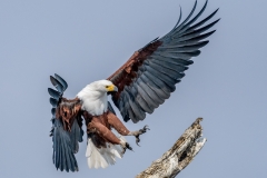 African Fish Eagle landing by Steve Gresty