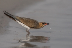 Collared Pratincole drinking by Conor Molloy
