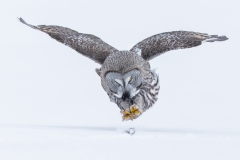 Great Grey Owl pouncing by Conor Molloy