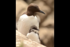 Guillemot with chick by Jan Riley