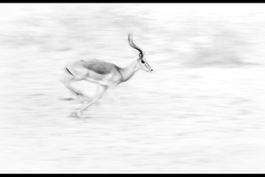 Running Impala by Alison Lomax