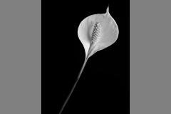 Peace Lily by Denis Jones