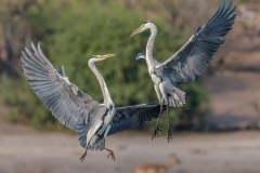 Herons Fighting by Steve Gresty