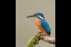 Kingfisher with Two fish by Steve Gresty