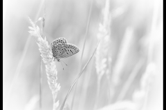Silver-studded Blue in Grass by Alison Lomax