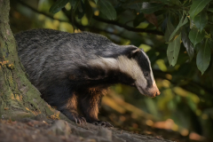 Badger in the Wood - Evening Light By Steve Gresty - 18 Points