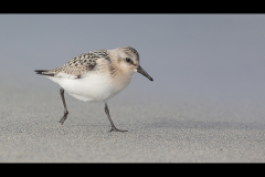 Running Sanderling by Dave Tolliday - 17 Points