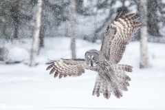 Great Grey Owl hunting in snowfall