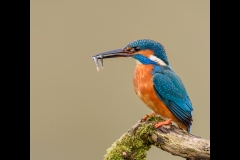 Kingfisher with two fish_DPI