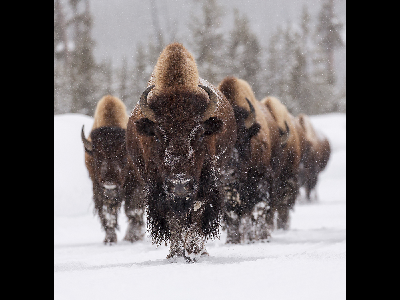 Bison Approaching by Kevin Lomax