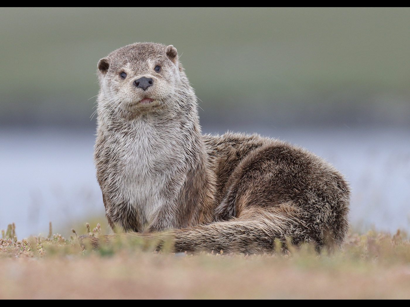 Otter by Dave Tolliday