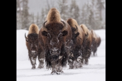 Bison Approaching by Kevin Lomax