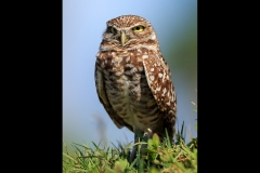 Burrowing Owl Sentry Duty by Kevin Lomax