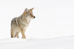 Coyote on Snow Bank by Steve Gresty
