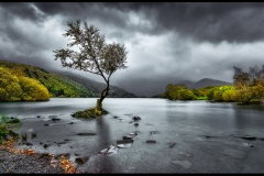 Lone Tree on Llyn Padarn by Anthony Gosling