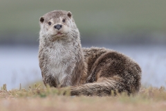 Otter by Dave Tolliday