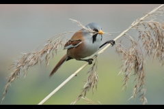 Bearded Reedling with Nest Material by David Tolliday