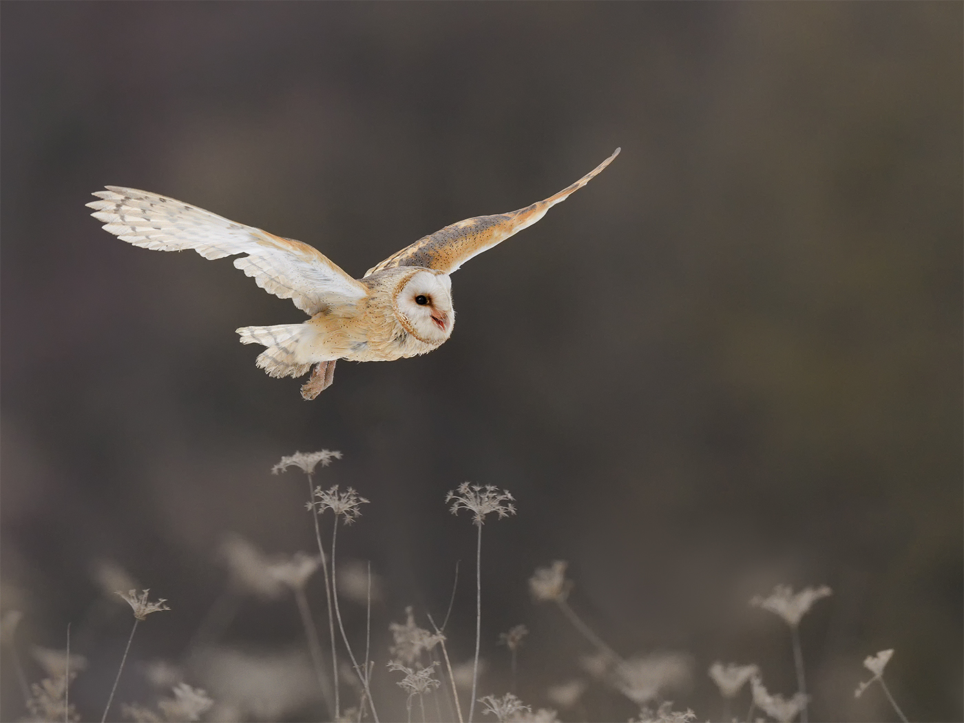 Barn Owl over Winter Meadow by Steve Gresty