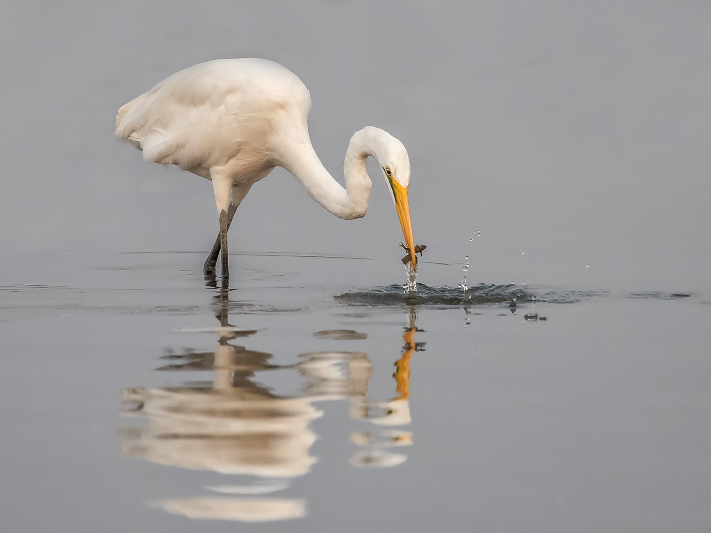 Egret with catch by Conor Molloy