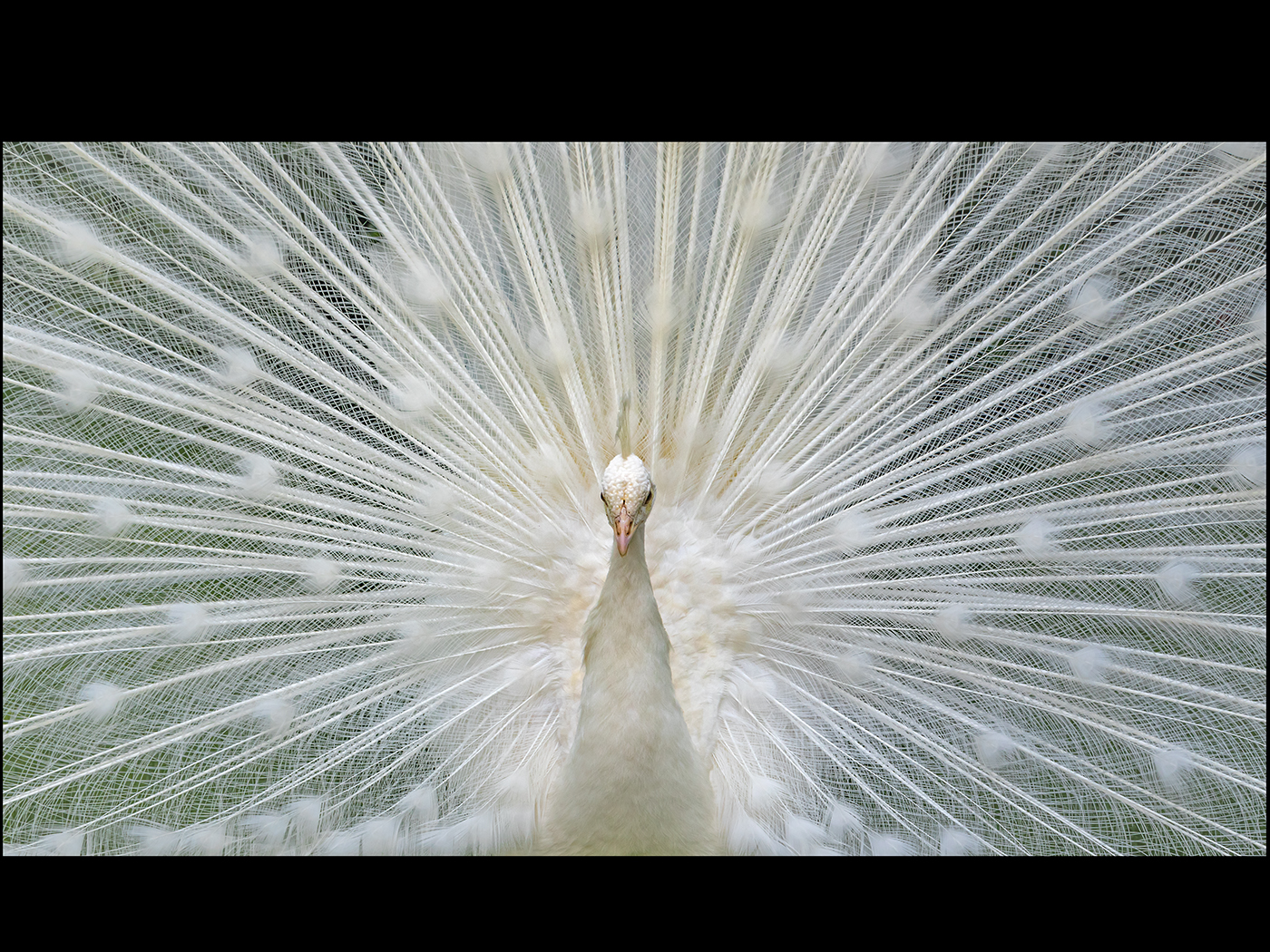 White Peacock by Kevin Blake