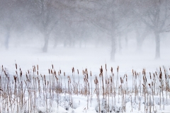 A dusting of snow by Conor Molloy