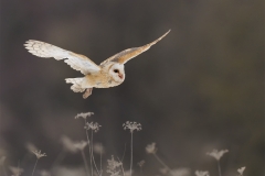 Barn Owl over Winter Meadow by Steve Gresty