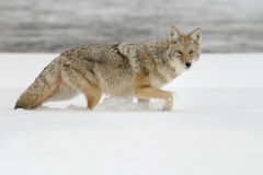 Coyote in snow by Steve Gresty