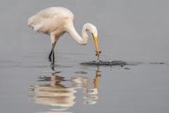 Egret with catch by Conor Molloy