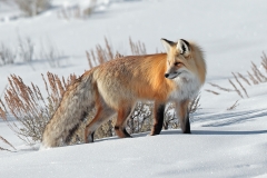 Red Fox by David Tolliday