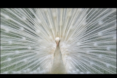 White Peacock by Kevin Blake