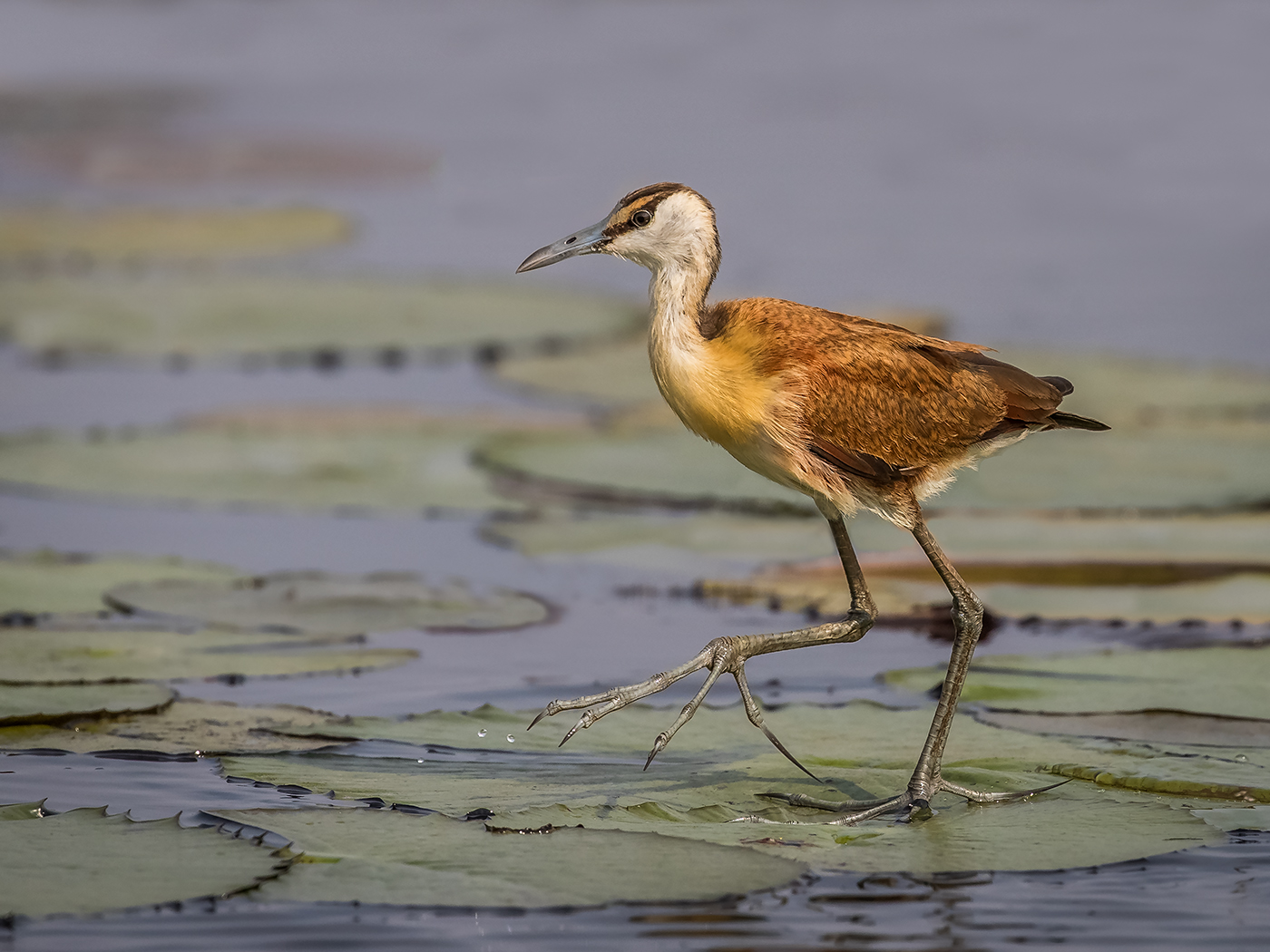 Juvenile African Jacana on Lily Pad by Conor Molloy