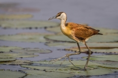 Juvenile African Jacana on Lily Pad by Conor Molloy