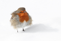 A Chilly Robin By David Tolliday