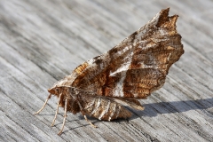 Early Thorn (Selenia Dentaria) By Andrew Shackley