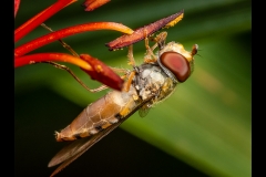 Hoverfly By Denis Jones