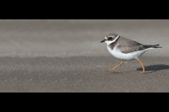Ringed Plover By David Tolliday