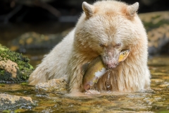 Spirit Bear with Salmon By Steve Gresty