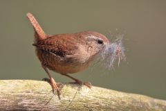 Wren with Nest Material By David Tolliday
