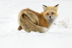 Yellowstone Winter Red Fox By Steve Gresty