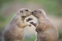 Affectionate Prairie Dogs By Steve Gresty