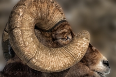 Yellowstone Big Horn Sheep By Kevin Blake