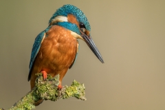 Kingfisher Poised By Steve Gresty