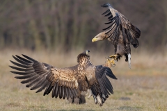 White Tailed Eagle Confrontation By Steve Gresty