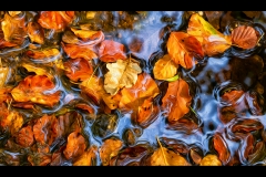Autumn Leaves By Kevin Blake