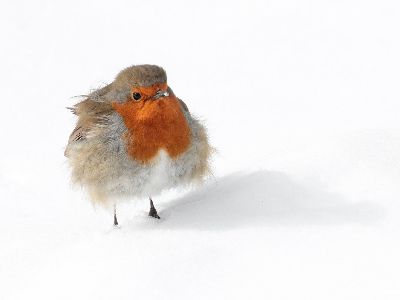 A Chilly Robin  By David Tolliday