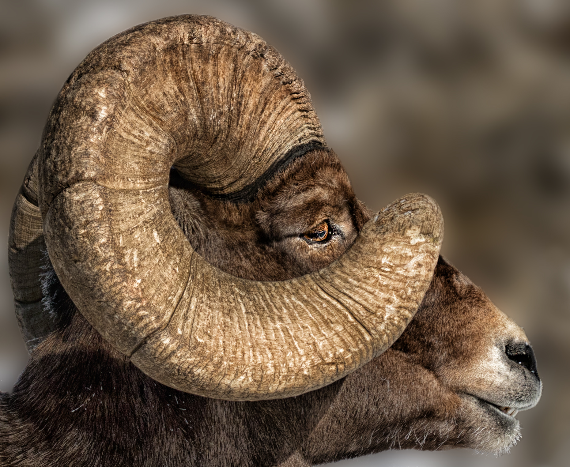 Big Horn Sheep By Kevin Blake