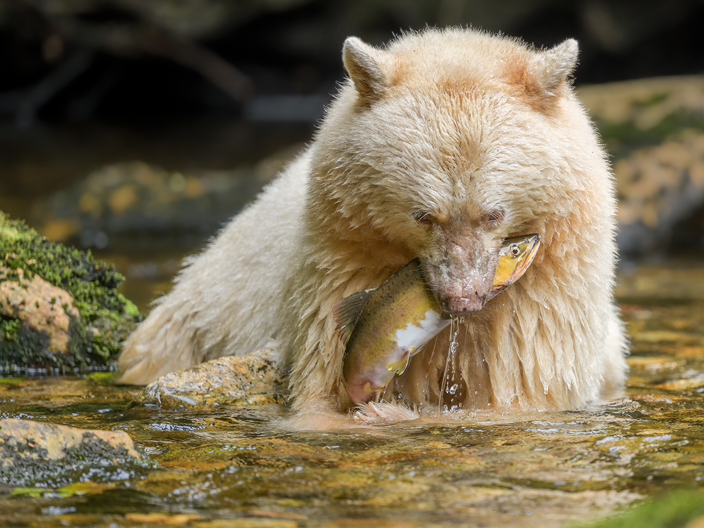 Spirt-Bear-with-Salmon